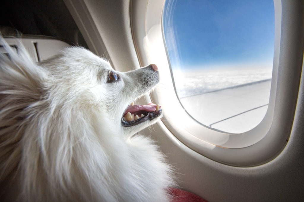 flying with an emotional support animal