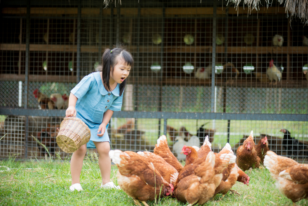 Child's Family Sues Town Over No-Chicken Policy