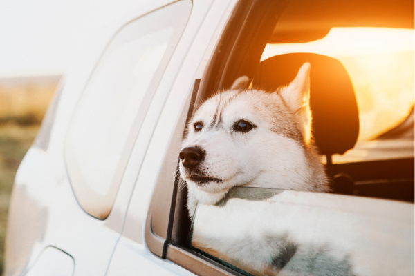 dog looking out car window