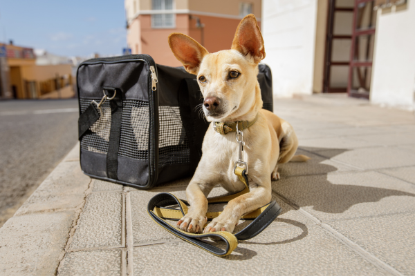 dog near dog carrier outside