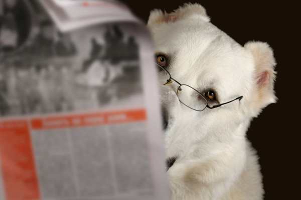 white dog with glasses reading newspaper