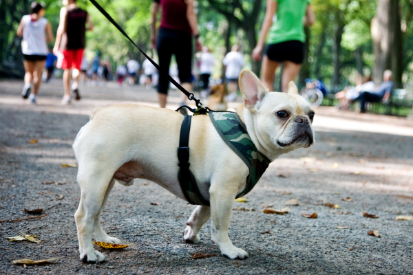 white frenchie in park
