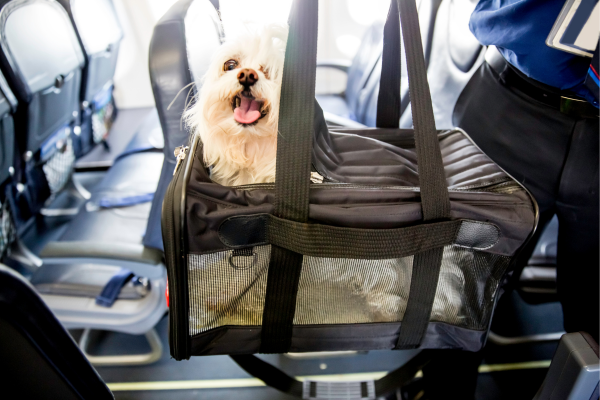 white dog in pet carrier on airplane