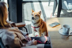 Service dog, therapy dog. A dog on a leash sitting next to its owner in a restaurant.