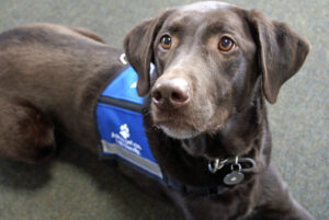 Therapy dog, ESA Dog wearing a service vest, laying on the floor