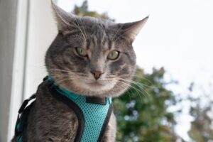 Therapy cat. A gray cat with green eyes looking at the camera.