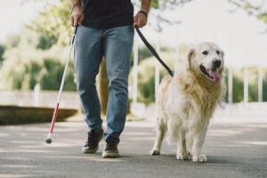 Service dog, a seeing dog accompanying its handler.