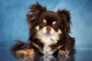 Service dog chihuahua.