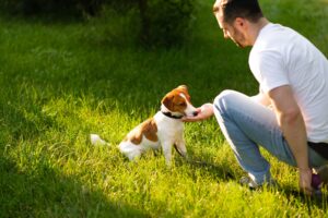 Service dog, a man training a dog.