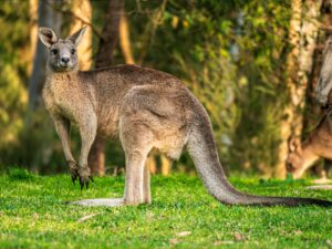 Emotional support animal. A kangaroo in a field