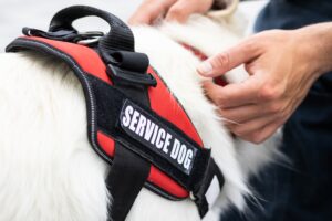 Medical alert service dog